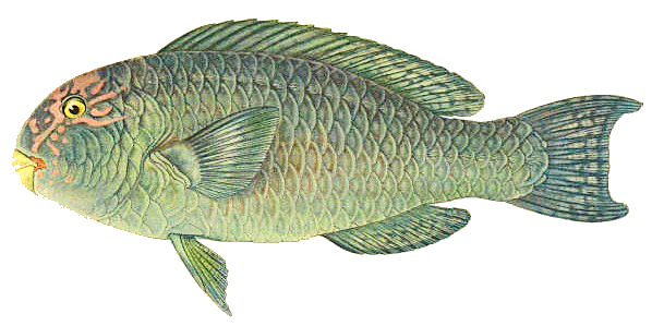Tan-faced parrotfish  Chlorurus frontalis