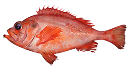 Acadian redfish  Ocean perch  Sebastes fasciatus