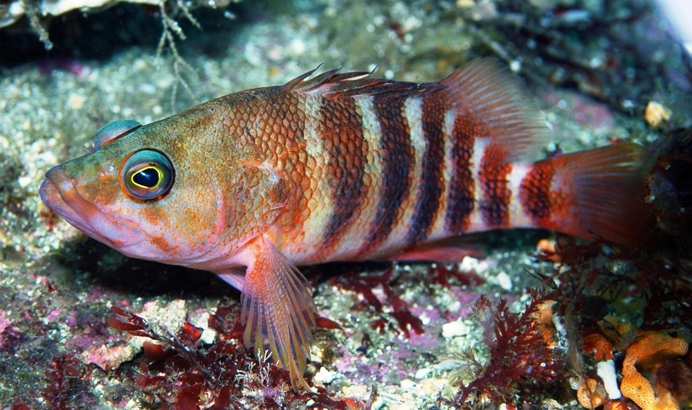 Redbanded perch  Hypoplectrodes huntii