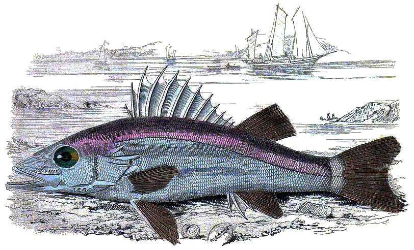Sawedged Perch  Niphon spinosus