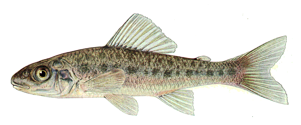 Trout-perch  Percopsis omiscomaycus