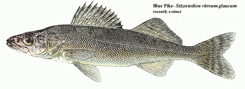 Blue Pike extinct