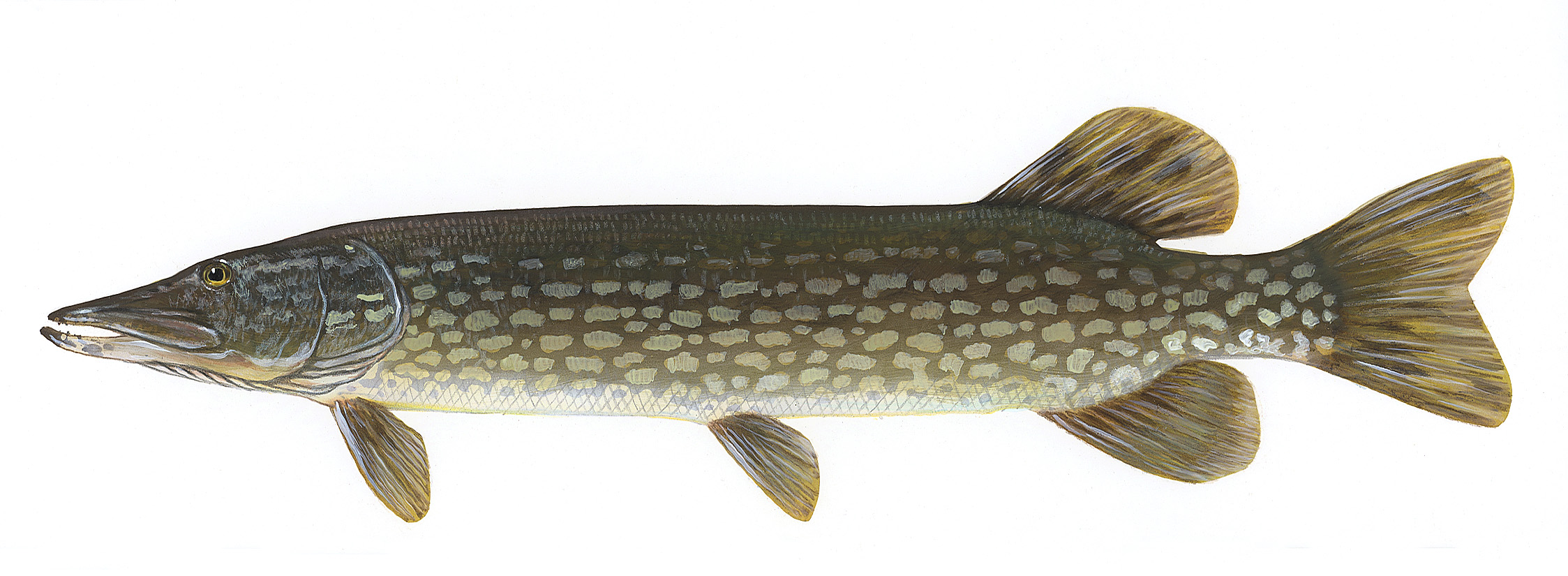 Northern Pike  Esox lucius