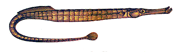 Broad Nosed Pipefish