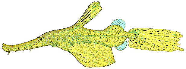 Ghost pipefish  Solenostomus cyanopterus
