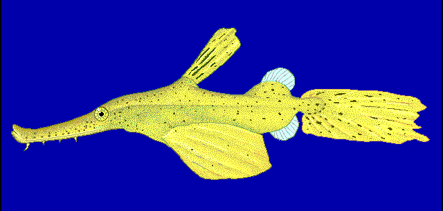 Ghost pipefish  Solenostomus cyanopterus blueBG