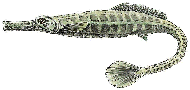 Northern Pipefish  Syngnathus fuscus
