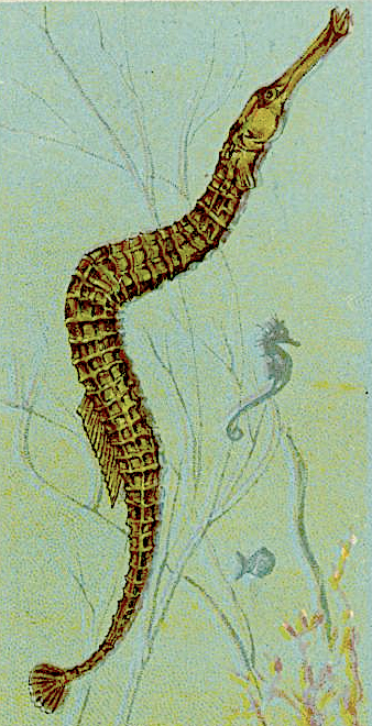 Pipe-fish  Syngnathus acus