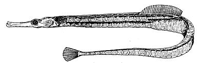 northern pipefish