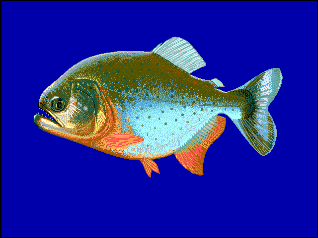Red-bellied piranha  Pygocentrus nattereri blueBG