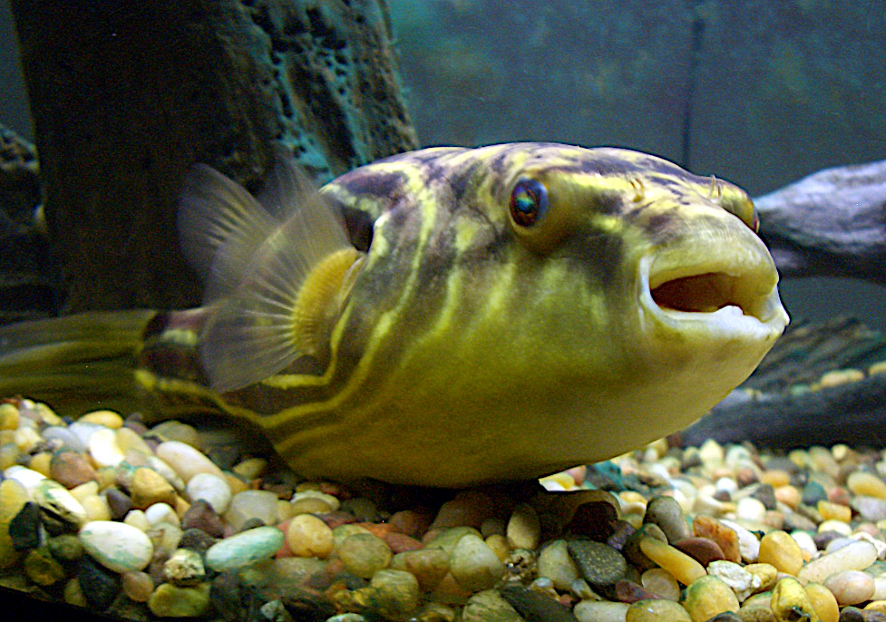Fahaka pufferfish  Tetraodon lineatus