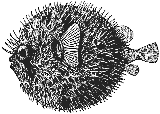 Globe-fish  Diodon maculatus inflated