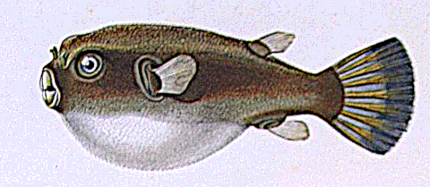 Immaculate pufferfish  Arothron immaculatus