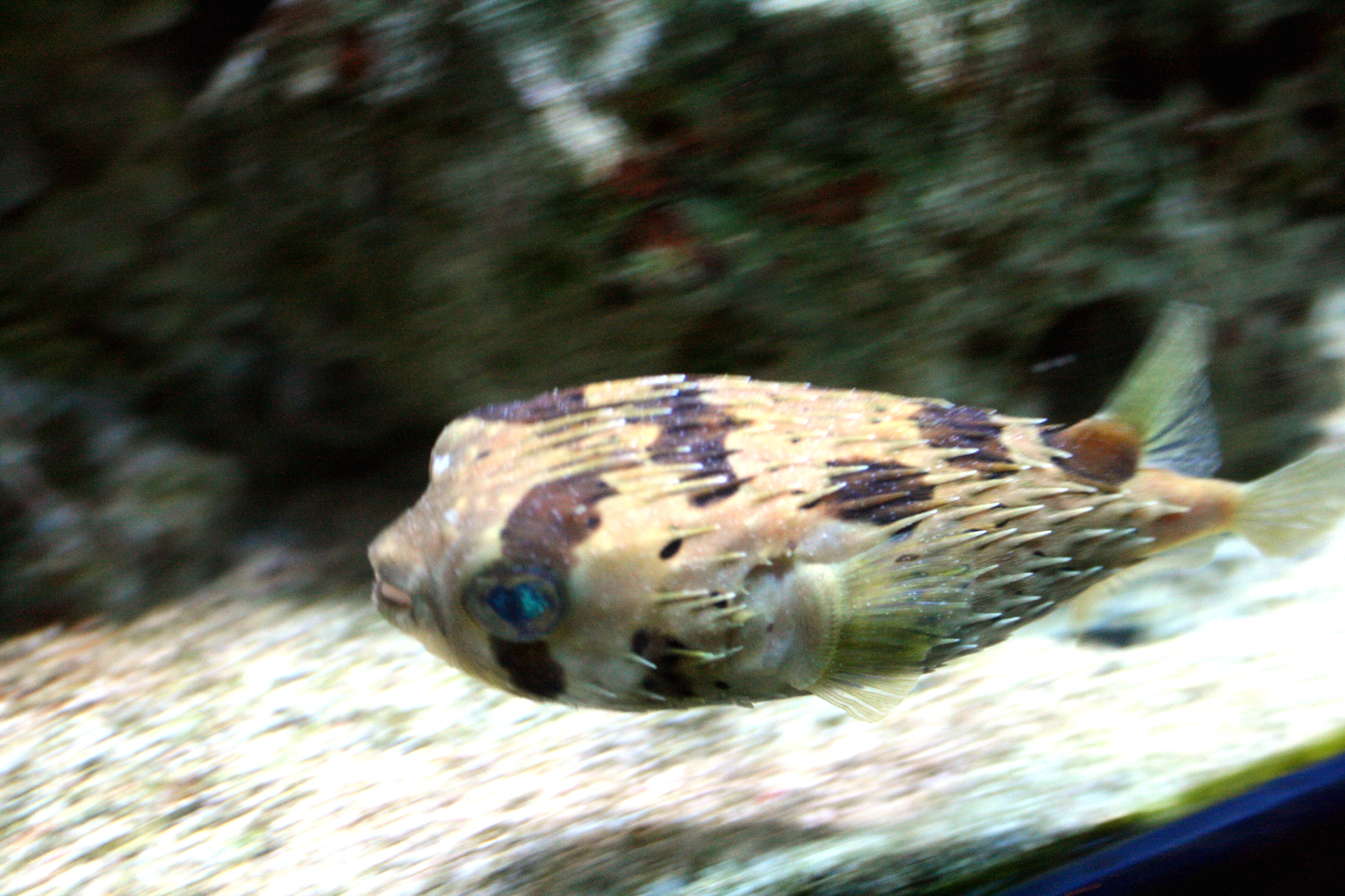 Longspined porcupinefish  Diodon holocanthus