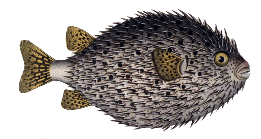 Spotted Porcupinefish  Diodon hystrix