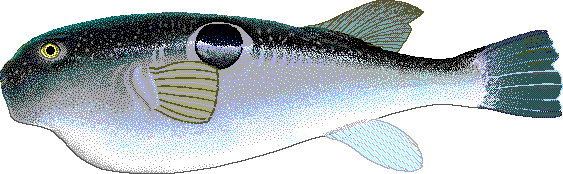 Takifugu rubripes pufferfish