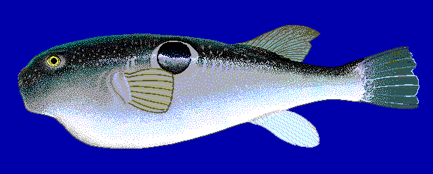 Takifugu rubripes pufferfish blueBG