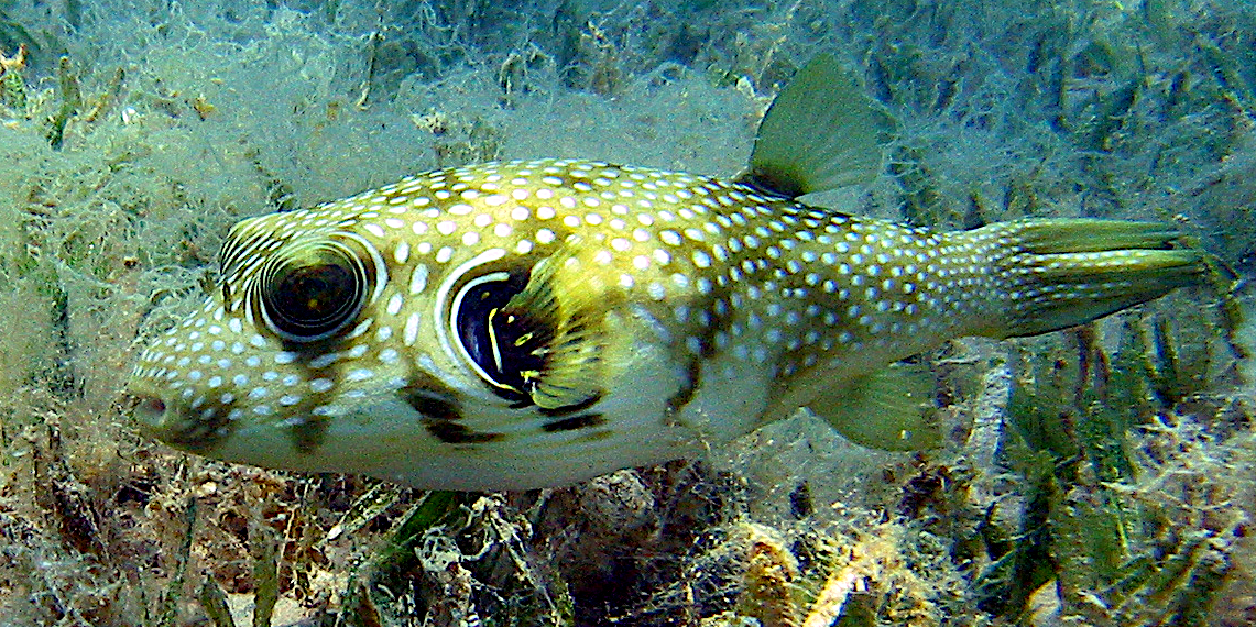 White spotted puffer  Arothron hispidus