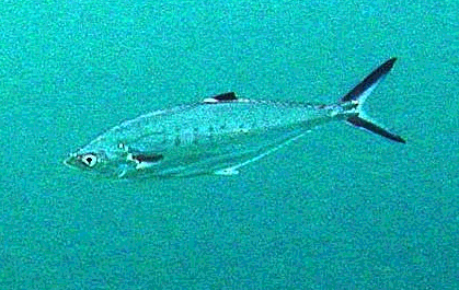 Doublespotted queenfish  Scomberoides lysan