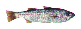 Queenfish  Seriphus politus