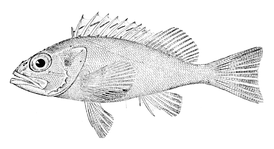 Blackbelly rosefish  Helicolenus dactylopterus