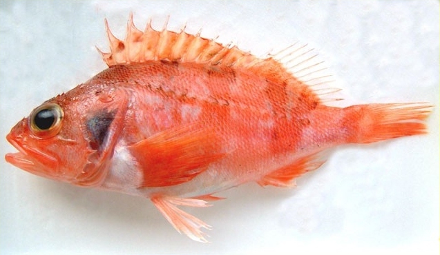 Blackbelly rosefish  photo