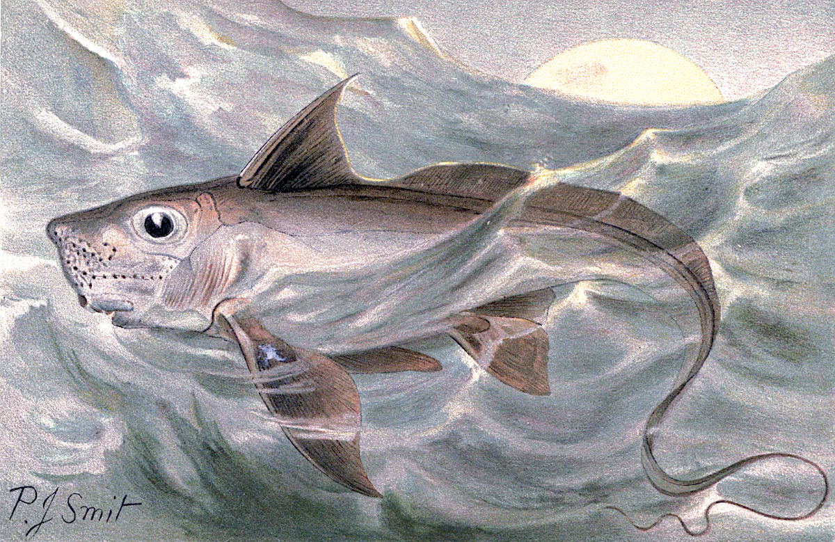 Rabbitfish  Chimaera monstrosa illustration