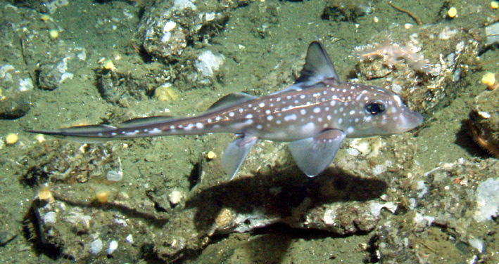 Spotted Ratfish  Hydrolagus colliei