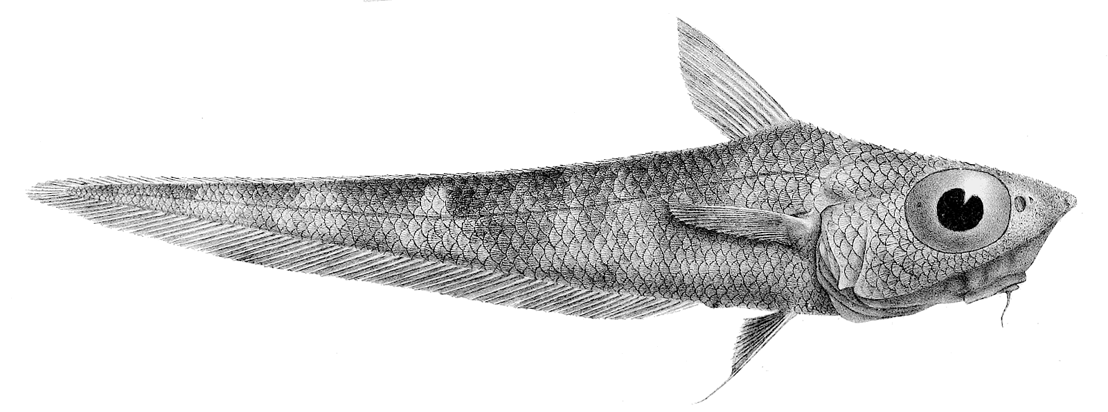 Banded whiptail  Coelorinchus fasciatus