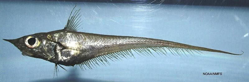 Blackfin grenadier  Caelorinchus caribbaeus