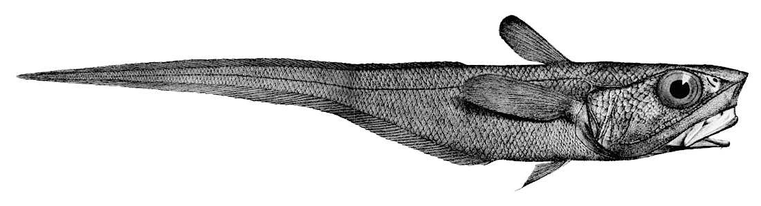 Coelorinchus macrochir