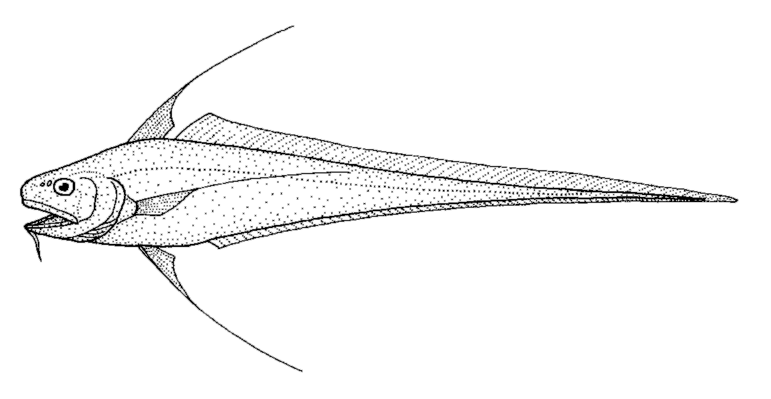 Filamentous rattail  Gadomus aoteanus