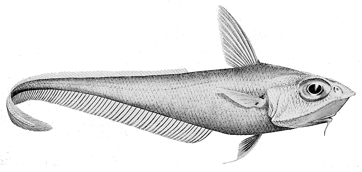 Gargoyle fish  Caelorinchus mirus