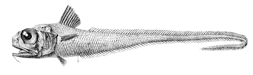 Hymenocephalus italicus