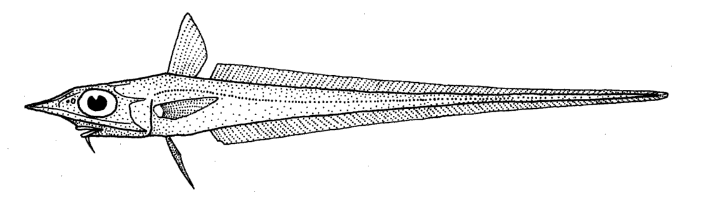 Notable whiptail  Caelorinchus innotabilis