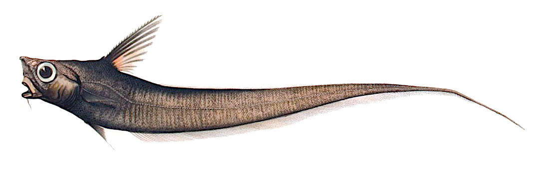 Roughtip grenadier  Nezumia sclerorhynchus