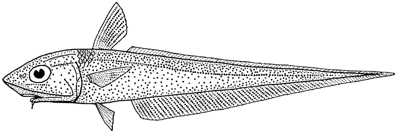 Southern Whiptail  Caelorinchus australis