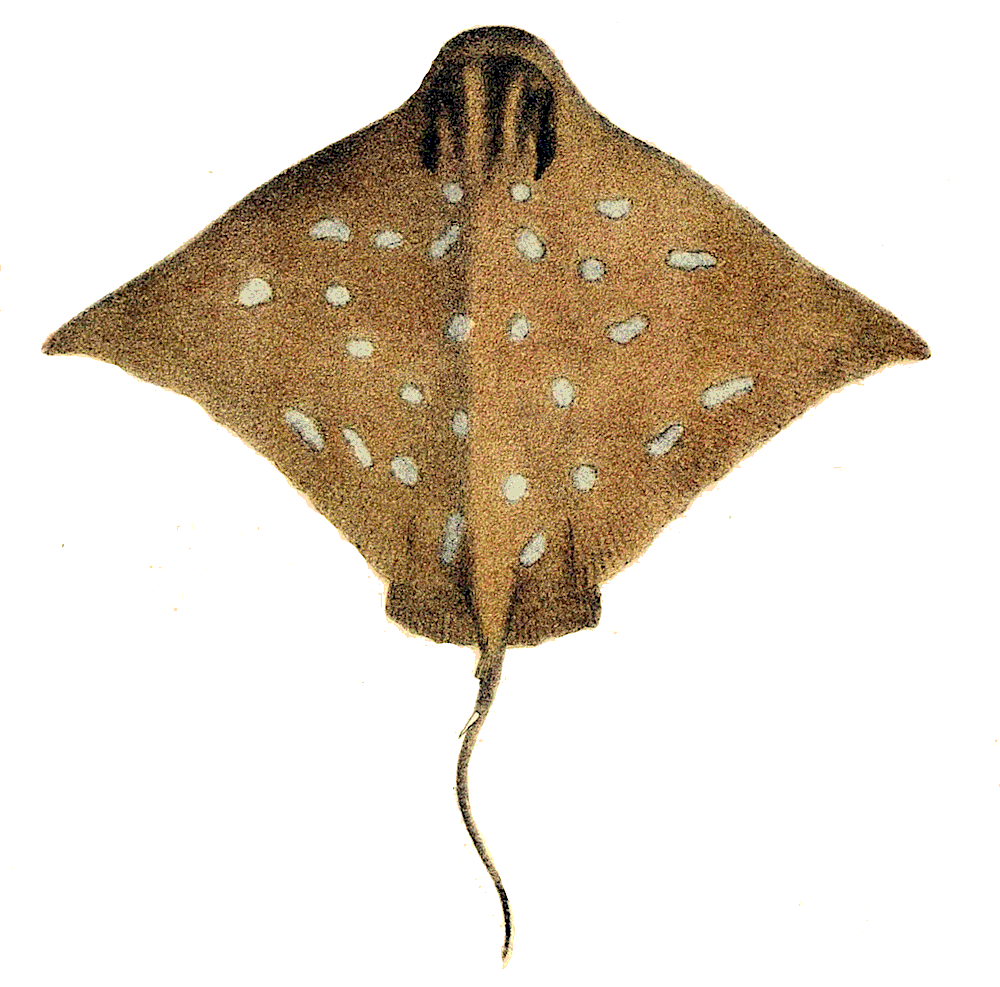 Australian Bull Ray  Myliobatis australis