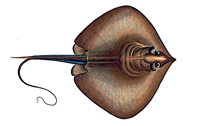 Common stingray  Dasyatis pastinaca