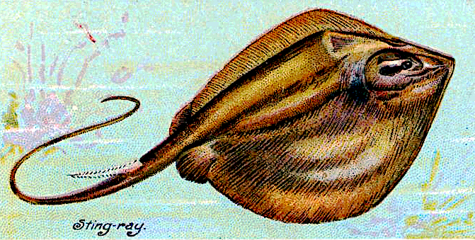 Common stingray  Dasyatis pastinaca 2