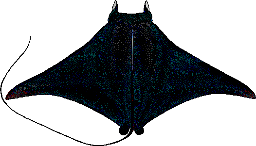Giant Devil ray  Mobula mobular