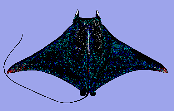 Giant Devil ray  Mobula mobular blueBG