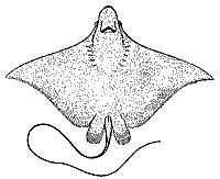 Spotted Eagle Ray  ventral