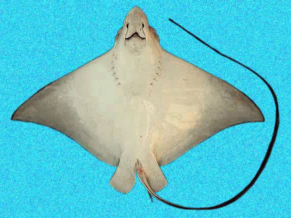 Spotted Eagle stingray  bottom view