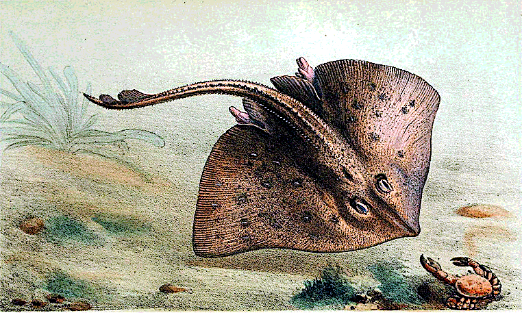 Thornback ray  Raja clavata