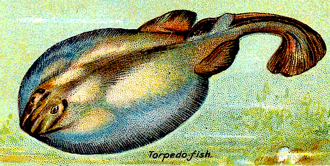 Torpedo ray  Torpedo nobiliana