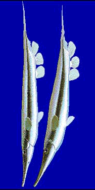 Razorfish  Aeoliscus strigatus