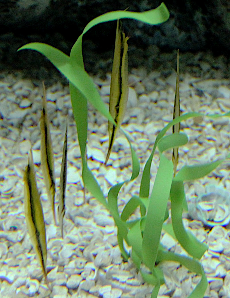 Razorfish  Aeoliscus strigatus  photo