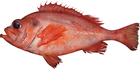 redfish/