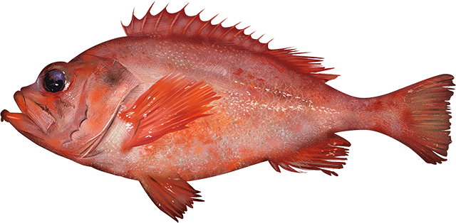 Acadian redfish  Sebastes fasciatus